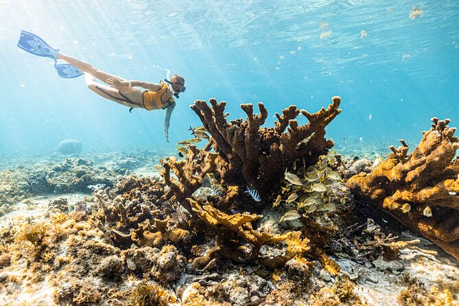 5-in-1 Cancun Snorkeling: Turtles, Reef, Musa, Shipwreck, Cenote - What is included, and what will cost extra