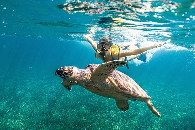 5-in-1 Cancun Snorkeling: Turtles, Reef, Musa, Shipwreck, Cenote - Who will get the most from this tour