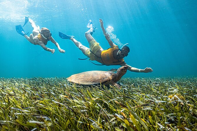 5-in-1 Cancun Snorkeling: Turtles, Reef, Musa, Shipwreck, Cenote - Why beginners often feel comfortable here