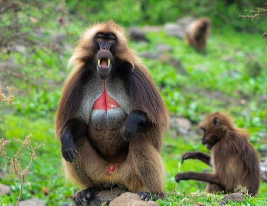 Addis Ababa: Debre Libanos, Blue Nile Gorge, and Cave Tour - Key points to know before booking