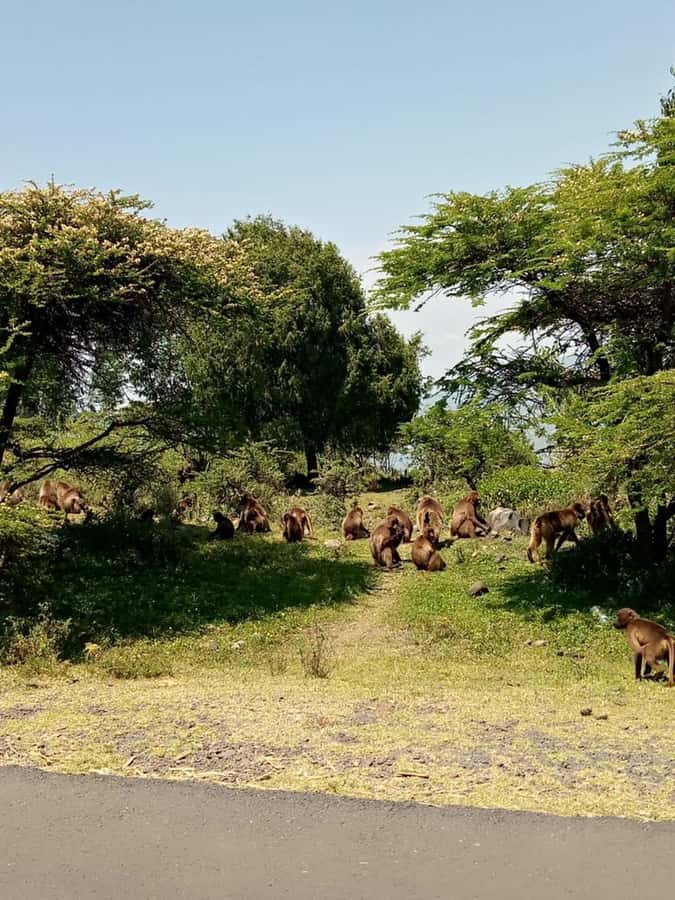 Addis Ababa: Debre Libanos, Blue Nile Gorge, and Cave Tour - Leaving Addis Ababa by way of Entoto Hill