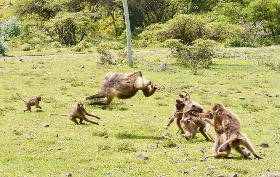 Addis Ababa: Debre Libanos, Blue Nile Gorge, and Cave Tour - The Blue Nile Gorge viewpoint