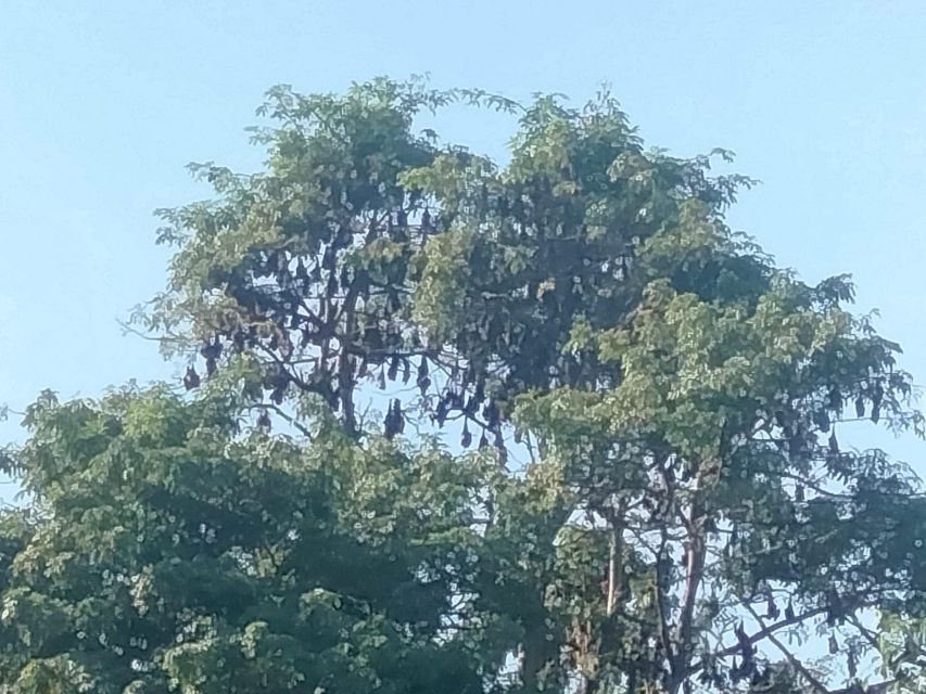 Afternoon Tour: Bamboo Train, Killing Cave &Bat Cave - Waiting for the bat flight at dusk