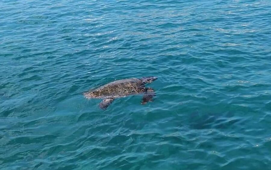 Agios Sostis: Marathonissi, Keri Caves, and Turtle Spotting - What the $29 price really covers