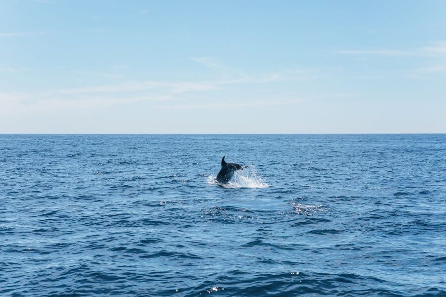 Albufeira: 2.5-Hour Benagil Caves & Dolphin Watching - The dolphin search is the unpredictable half