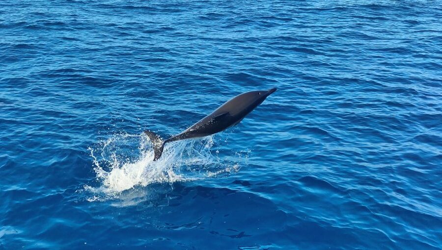 Albufeira: 2.5-Hour Dolphin Watching and Caves Trip - Who Will Enjoy This Trip Most?