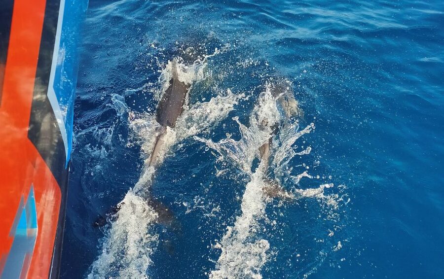 Albufeira: 2.5-Hour Dolphin Watching and Caves Trip - Marinha and the Approach to Benagil
