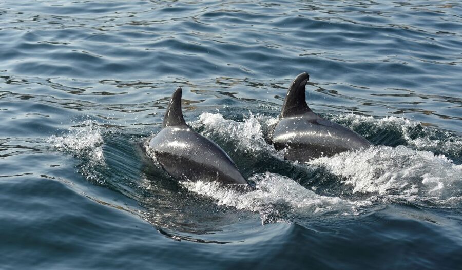 Albufeira: 2.5-Hour Dolphin Watching and Caves Trip - Is $41 a Fair Price?