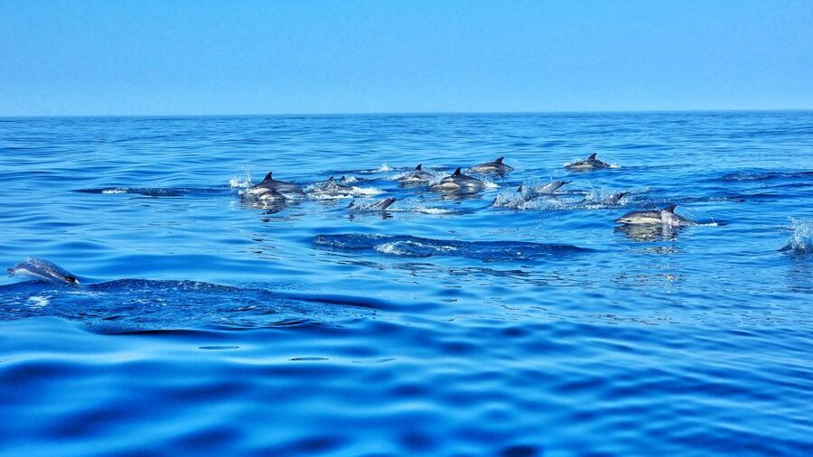 Albufeira: Benagil Cave and Dolphin Sightseeing Boat Cruise - Alfanzina Lighthouse and the Turn Toward Open Water