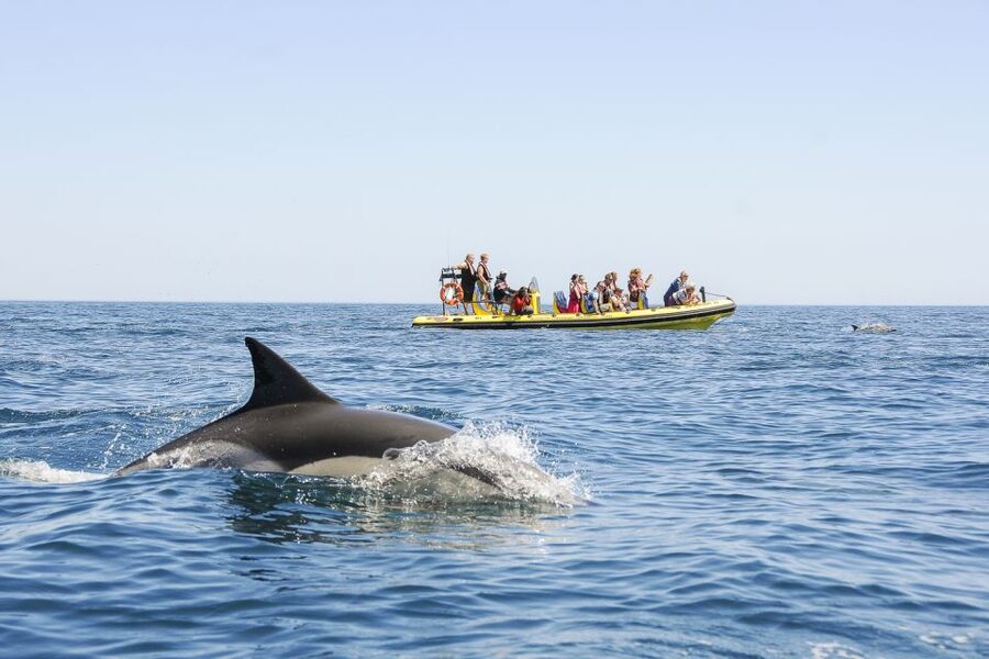 Albufeira: Benagil Caves & Dolphin Watching Speed Boat Tour - Is $40 a fair price?