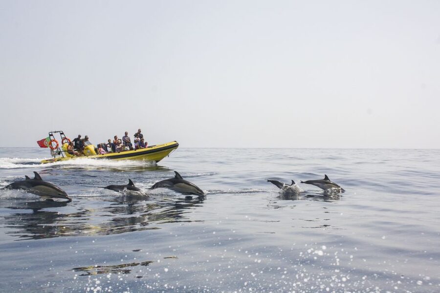 Albufeira: Benagil Caves & Dolphin Watching Speed Boat Tour - From Albufeira Marina to the open sea