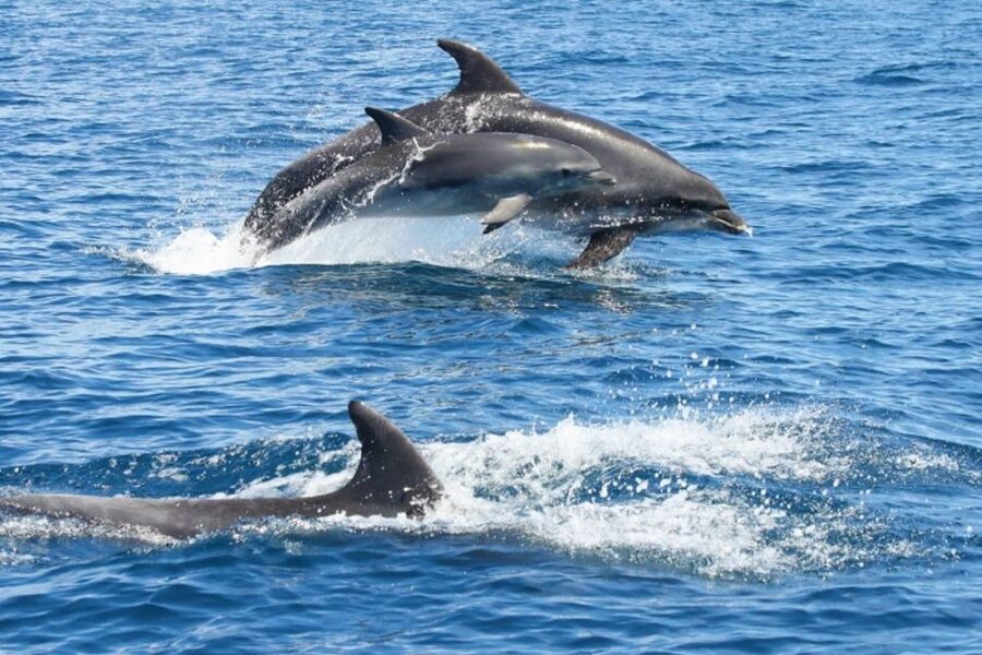 Albufeira: Dolphin Watching and Benagil Cave - Dolphins First, If Nature Cooperates
