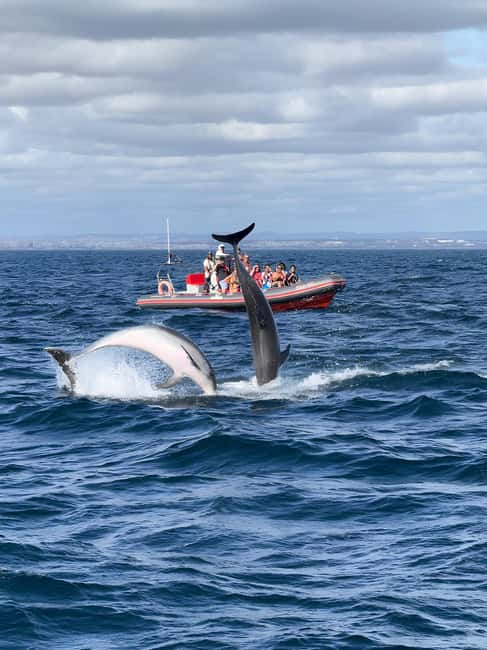 Albufeira: Dolphin Watching and Benagil Cave Boat Cruise - Key points at a glance