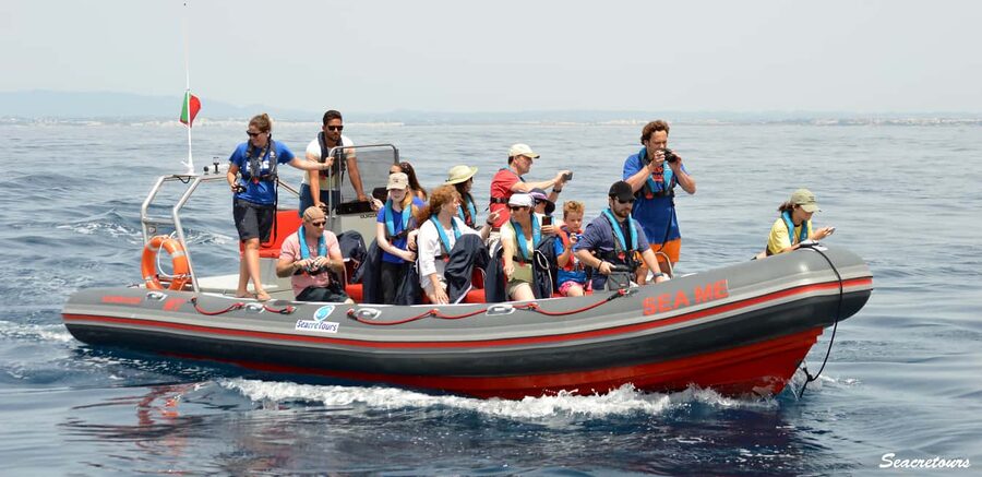 Albufeira: Dolphin Watching and Benagil Cave Boat Cruise - What this Albufeira boat tour is really like