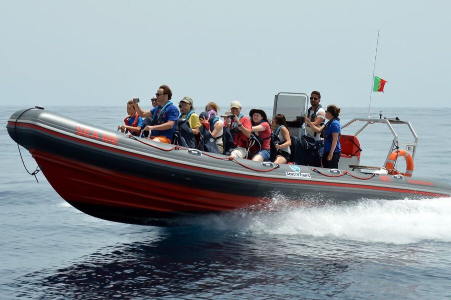 Albufeira: Dolphin Watching and Benagil Cave Boat Cruise - Searching for dolphins in their natural home
