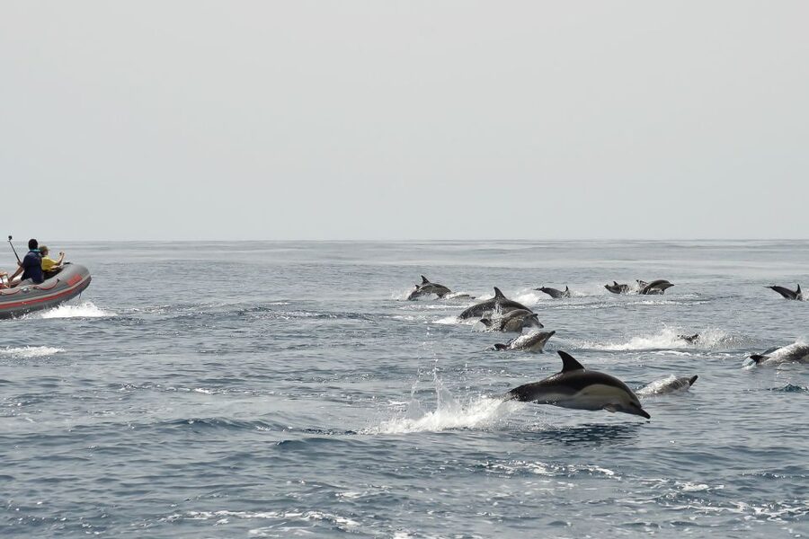 Albufeira: Dolphin Watching and Benagil Cave Boat Cruise - Booking tips for a smoother ride