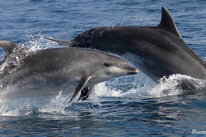 Albufeira: Dolphins and Caves Tour - A Swim Stop When the Sea Allows It