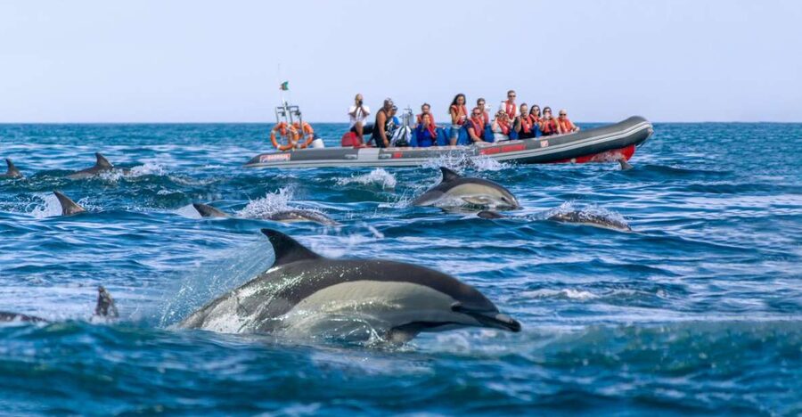 Albufeira: Dolphins & Benagil Caves RIB Tour - Weather, sea conditions, and flexible plans