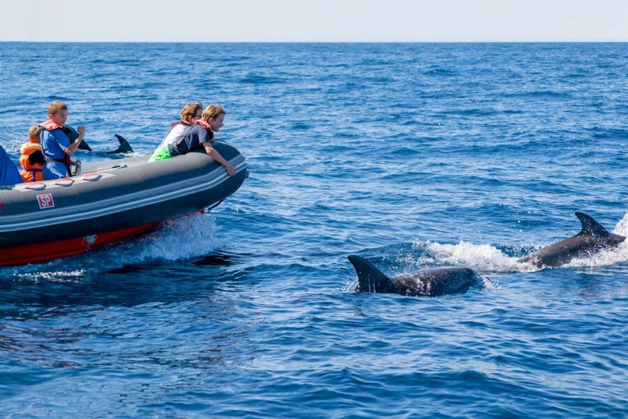 Albufeira: Dolphins & Benagil Caves RIB Tour - Searching for dolphins in the wild