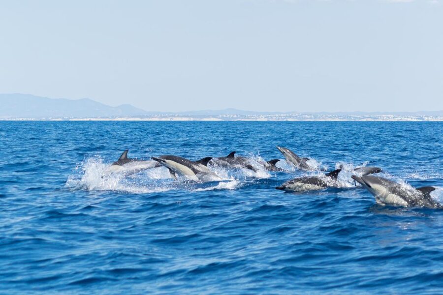 Albufeira: Dolphins & Benagil Caves RIB Tour - Is $34 good value?