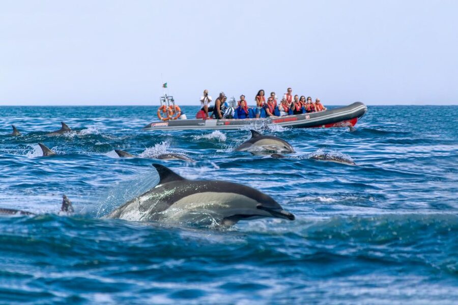 Albufeira: Dolphins & Benagil Caves RIB Tour - Who should book this experience?