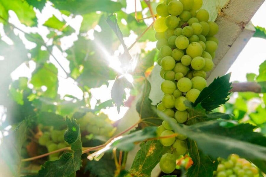 Aranda de Duero: Tour of Underground Cellar and Wine Museum - Why this small museum matters in Aranda de Duero