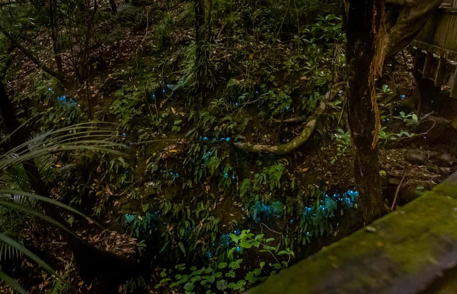 Auckland: Inner-City Glowworm Experience in Ancient Volcano - Is the Auckland glowworm walk worth booking?