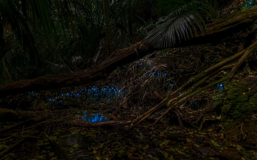 Auckland: Inner-City Glowworm Experience in Ancient Volcano - Following the stream through ancient volcanic terrain