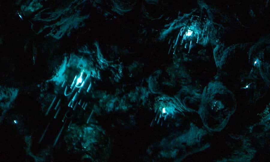 Auckland North Shore Glowworm Tour - Key points at a glance