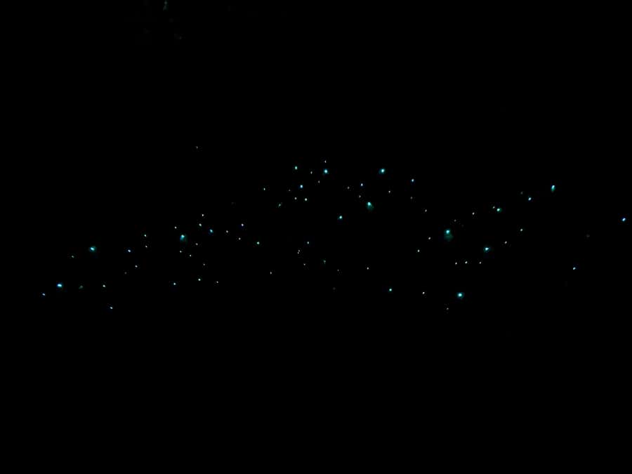 Auckland North Shore Glowworm Tour - Why this North Shore walk is worth considering