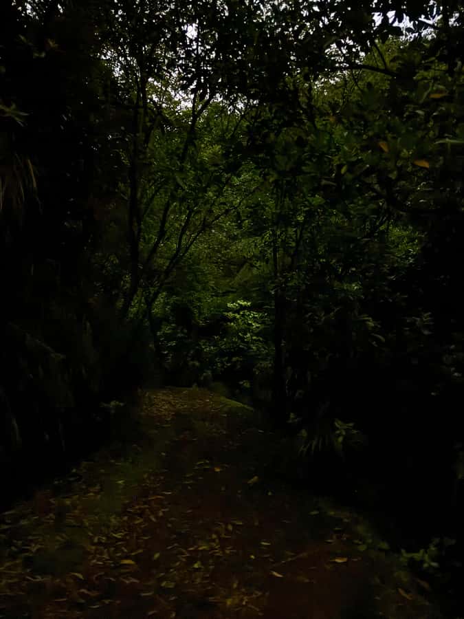 Auckland North Shore Glowworm Tour - Walking through 12 hectares of native bush