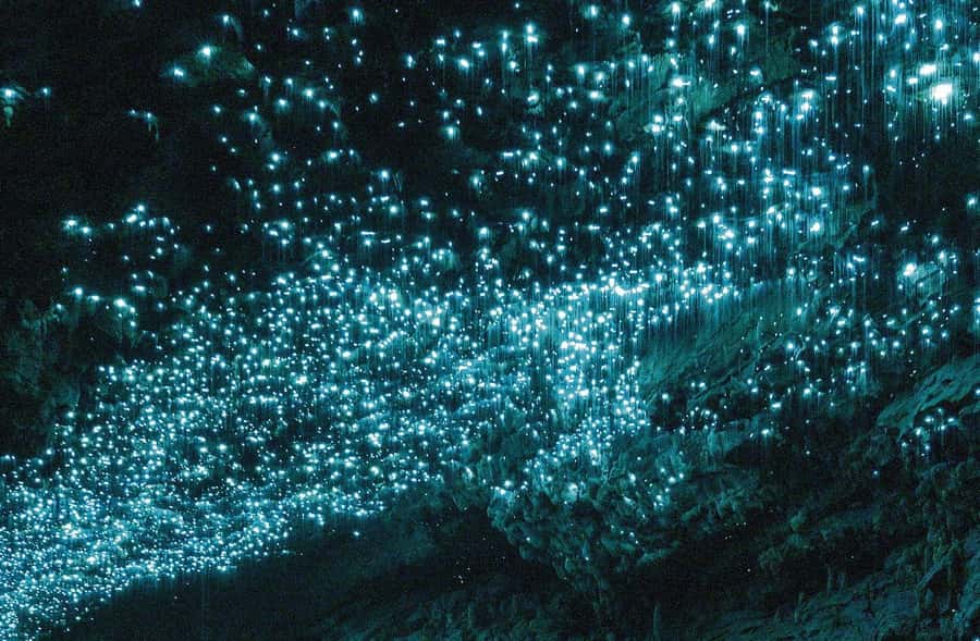 Auckland: Spellbound Glowworm Caves Explorer Tour - Why the glowworms make this Auckland day trip special
