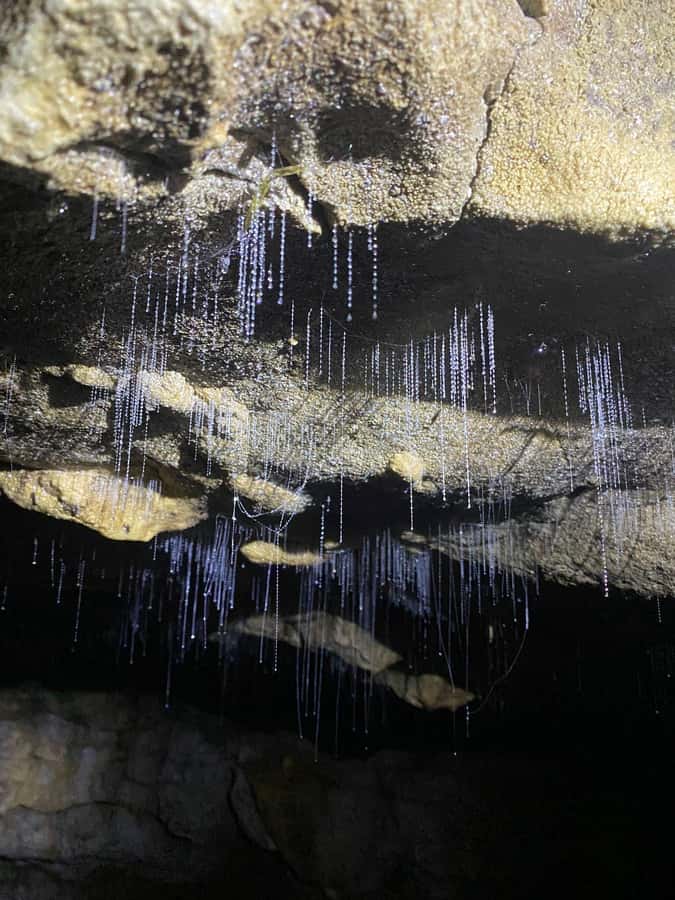 Auckland: Spellbound Glowworm Caves Explorer Tour - The return to Auckland and the real value of $194