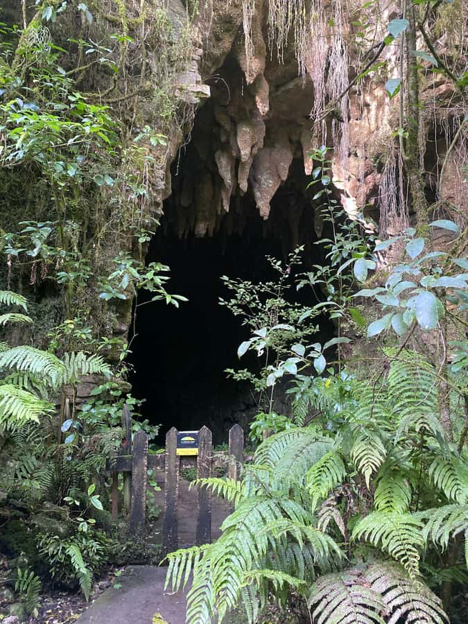 Auckland: Spellbound Glowworm Caves Explorer Tour - Should you book the Spellbound Glowworm Caves tour?