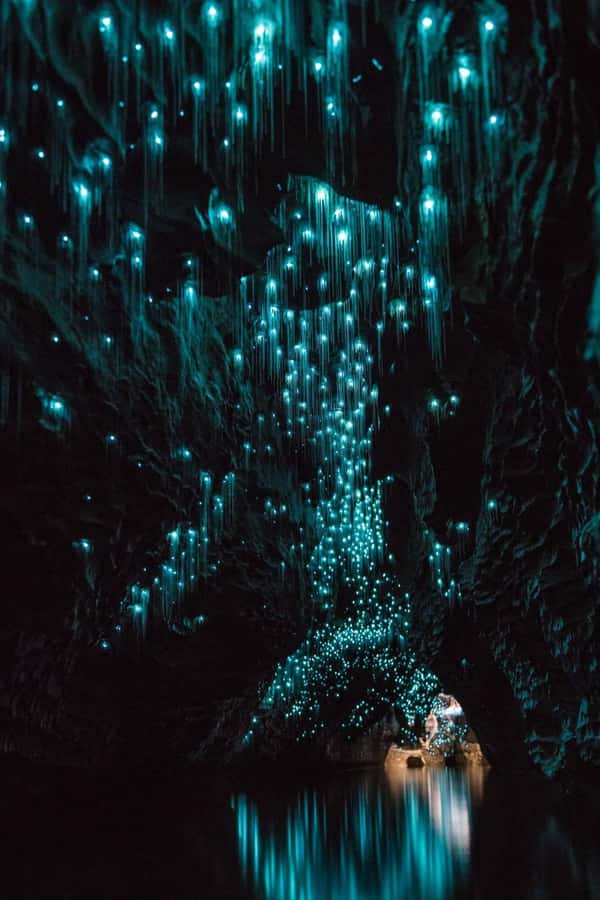 Auckland: Waitomo Caves & Rotorua - Te Puia Small-Group Tour - Two North Island icons in one long day