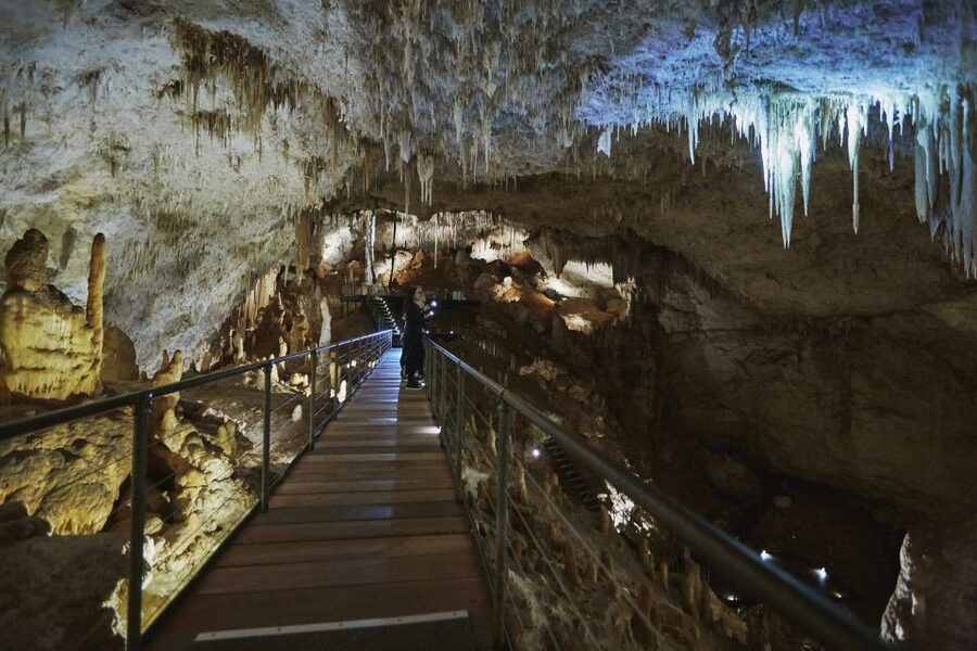Augusta: Jewel Cave Fully-Guided Tour - The karri forest walk after the cave