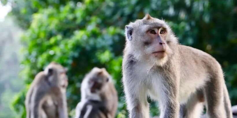 Bali: ATV Gorilla Cave, Ubud Monkey Forest, & Waterfall Tour - The drivers can shape the day