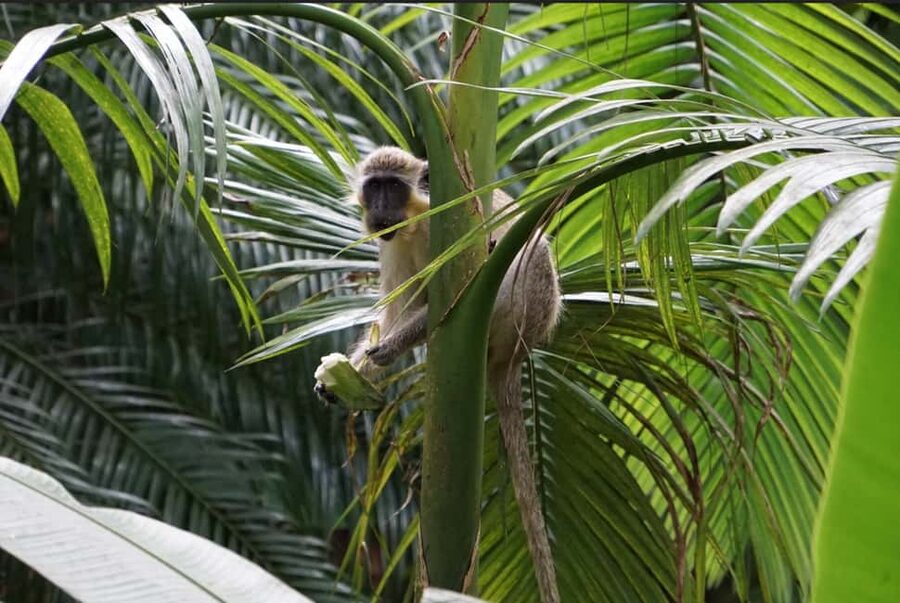 Barbados: Tour of Harrison's Cave & Hunte's Gardens - Hunte’s Gardens in a limestone gully