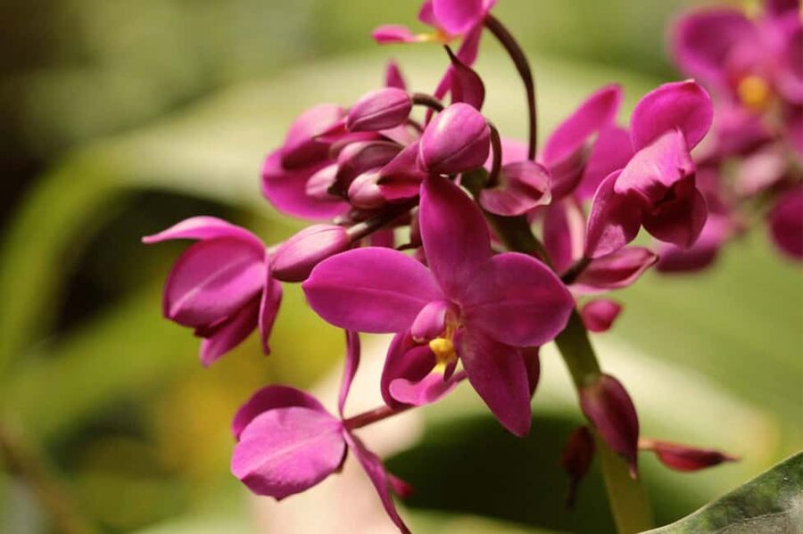 Barbados: Tour of Harrison's Cave & Hunte's Gardens - Is $155 a fair price?