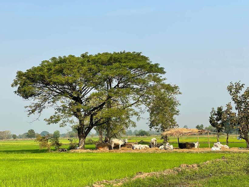 Battambang: Bamboo Train, Bat Cave and Killing Cave Tour - Why this six-hour Battambang outing works