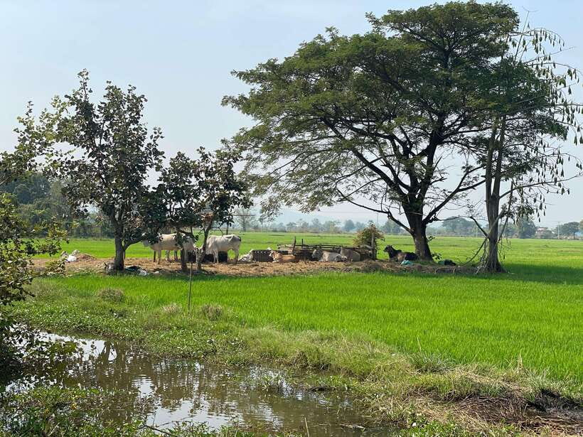 Battambang: Bamboo Train, Bat Cave and Killing Cave Tour - Along the river, villages, and the suspension bridge