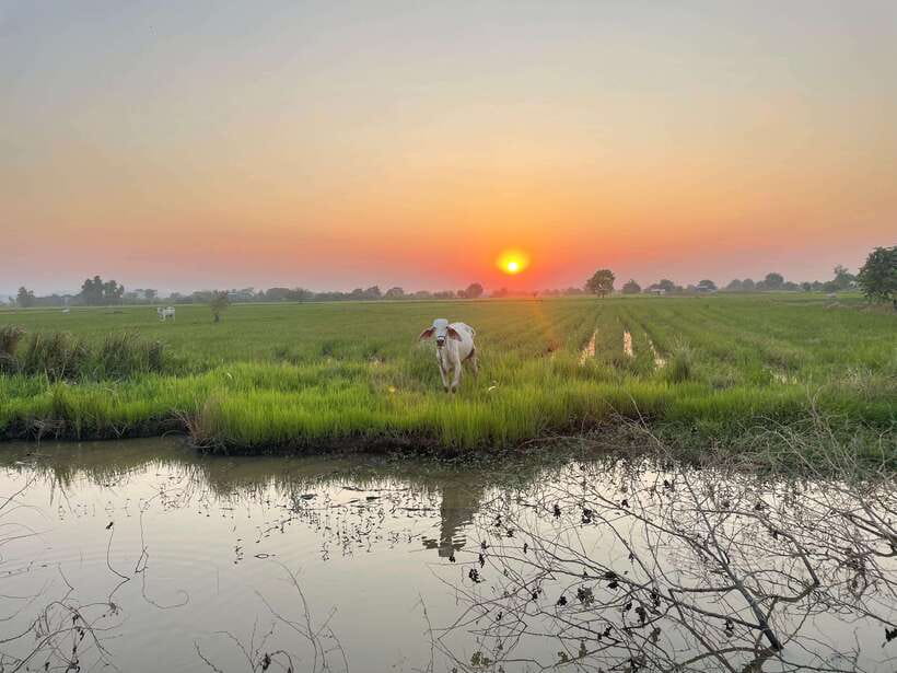 Battambang: Bamboo Train, Bat Cave and Killing Cave Tour - The bat cave at dusk