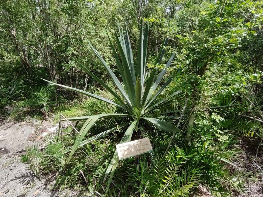 Bayahibe: National Park Jungle Walk & Snorkeling in Cenotes - Should you book the Chicho Cave tour?
