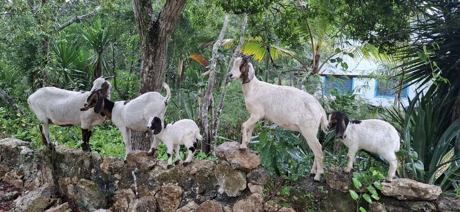 Bayahibe: National Park Jungle Walk & Snorkeling in Cenotes - Who will enjoy this outing most