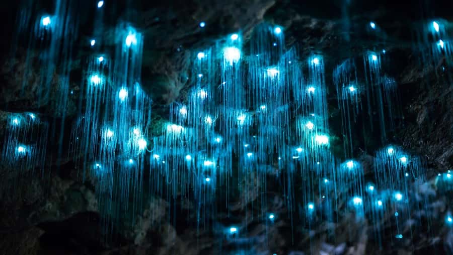Brisbane: Daytime Glow Worm Caves Hop-on Hop-off Bus Tour - Key points to know before you book