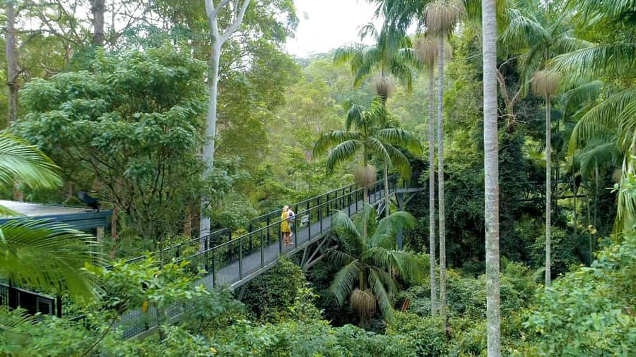 Brisbane: Daytime Glow Worm Caves Hop-on Hop-off Bus Tour - What this Brisbane to Tamborine Mountain tour is really like