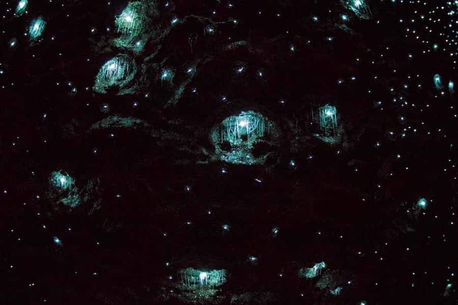 Brisbane: Daytime Glow Worm Caves Hop-on Hop-off Bus Tour - Four flexible hours on Tamborine Mountain