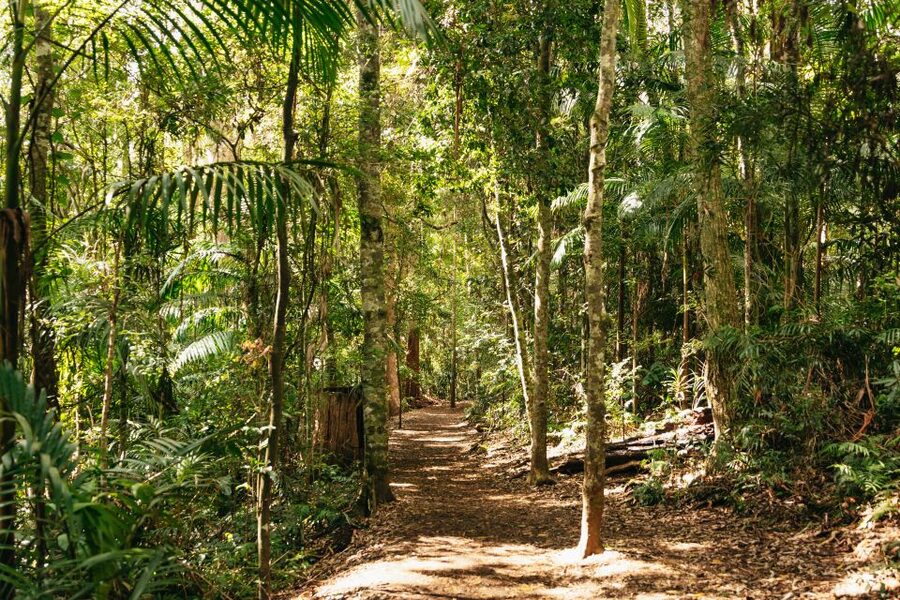 Brisbane: Rainforests, Waterfalls and Glow Worm Cave Tour - Hinze Dam closes the day gently