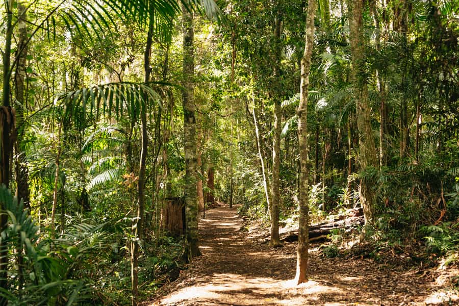 Brisbane: Rainforests, Waterfalls and Glow Worm Cave Tour - Curtis Falls begins the rainforest walk