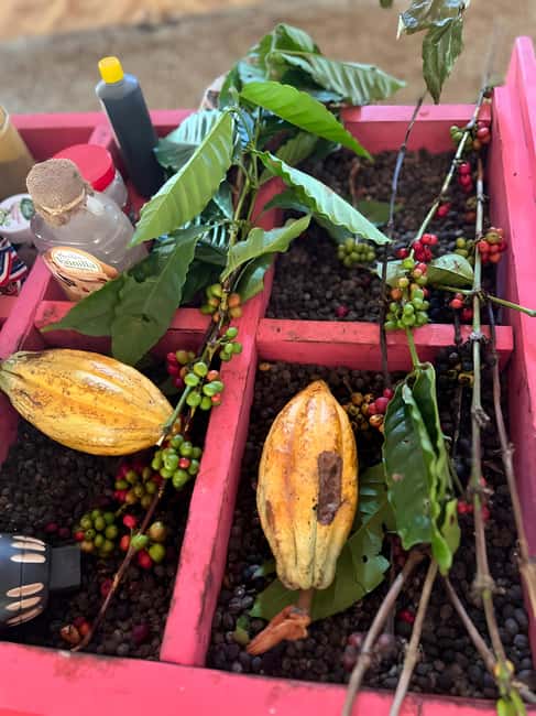 Buggy Tour in Punta Cana: Mamajuana - Coffee - Swimming in Cenote and Macao Beach - A muddy start in the Punta Cana countryside